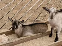 Billy Goat, Goats — photo 1