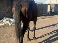 Caballo, Caballos — foto 2
