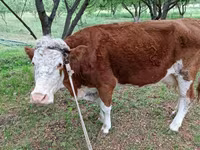 Bulle, Simmental cattle — Foto 3