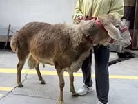 Ram, Sheep — photo 5