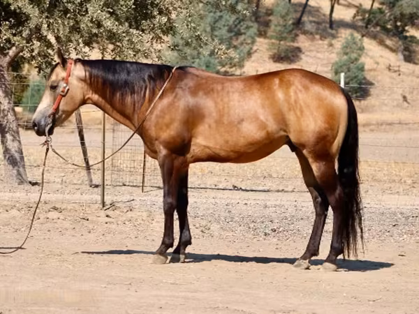 Айғыр, Quarter Horse