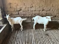 Ziegenbock, Saanen goat — Foto 2