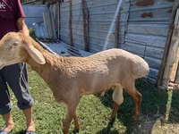 Қошқар, Edilbay sheep — 1-сурет