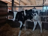 公牛, Holstein breed — 照片 4