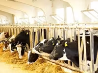 公牛, Cattle — 照片 7