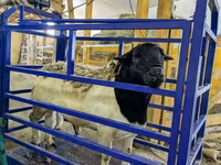 Widder, Hissar sheep — Foto 5