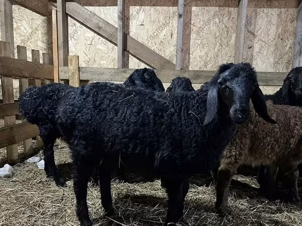 Қошқар, Baerchuke sheep