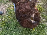 Widder, Dorper sheep — Foto 8