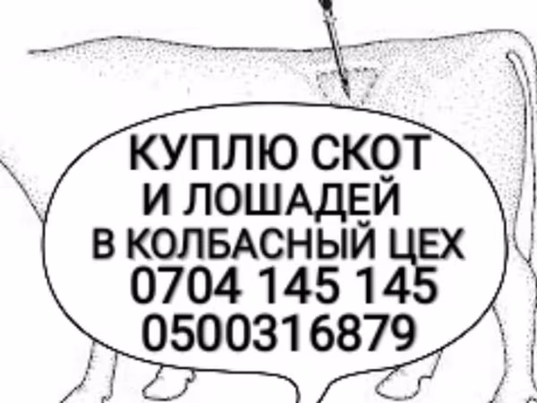 Бұқа, Ірі қара — Қырғызстан