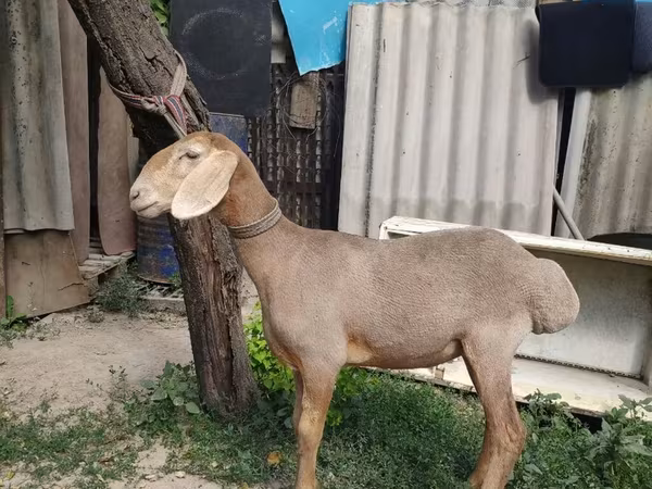 Widder, Edilbay sheep