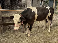公牛, Cattle — 照片 3