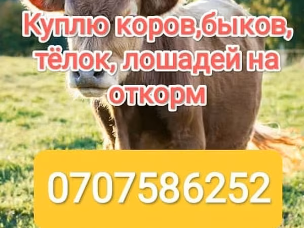 Бык, Коровы