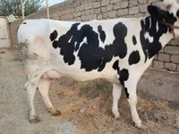 Cow, Holstein breed — photo 3