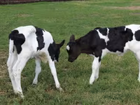 Bull, Holstein breed — photo 6