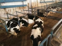 Bull, Holstein breed — photo 6