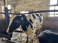 गाय, Russian Black pied cattle — फ़ोटो 8