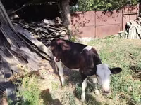 Bull, Cattle — photo 1