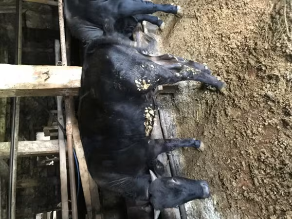 Бұқа, Simmental cattle