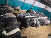 मेढ़ा, भेड़ — फ़ोटो 6