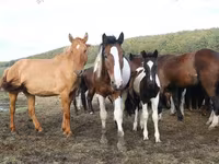 Stute, Horse breed — Foto 5