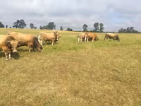 Bulle, Aubrac cattle — Foto 4