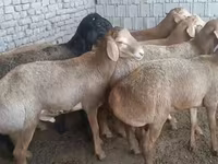 Қошқар, Edilbay sheep — 1-сурет