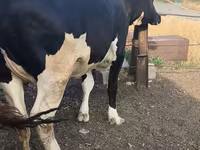 Cow, Russian Black pied cattle — photo 1