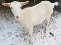 母山羊, Saanen goat — 照片 2