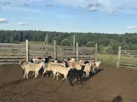 Carnero, Edilbay sheep — foto 2
