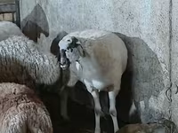 भेड़, भेड़ — फ़ोटो 3