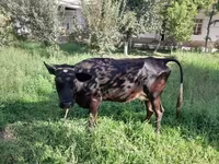 Cow, Cattle — photo 3