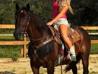 Stute, Quarter Horse — Foto 8