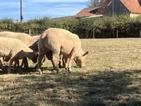 Қошқар, Charollais sheep — 2-сурет