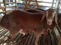 Sheep, Sheep — photo 5