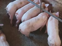 Boar, Pigs — photo 4