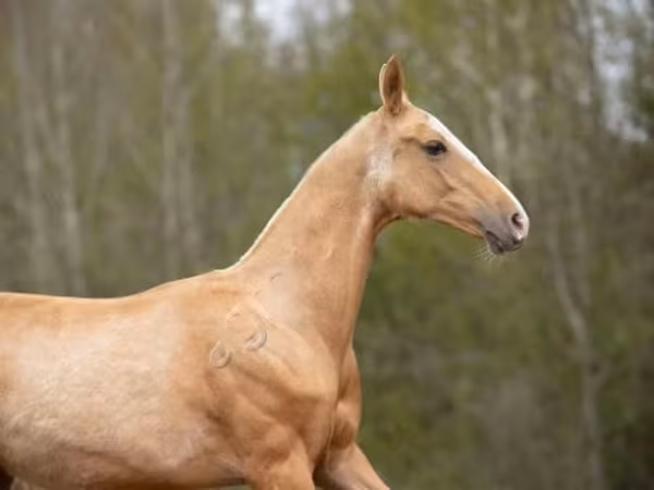Hengst, Akhal-Teke — Russland