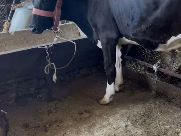 Сиыр, Swiss cattle