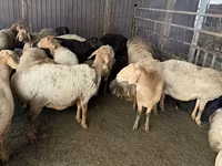 نعجة, Arashan sheep — الصورة 4