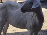 Cabra, Saanen goat — foto 1