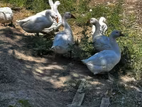 Geese — photo 2