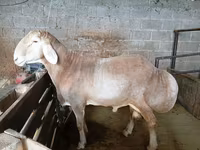 Ram, Rhon sheep — photo 1