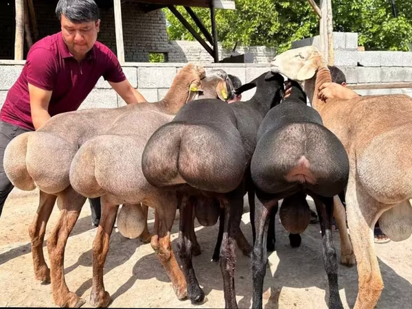 Қошқар, Қойлар