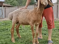 Ram, Arashan sheep — photo 1