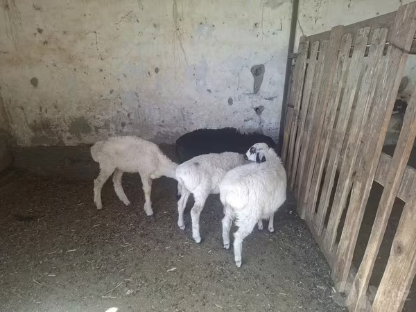 भेड़, भेड़ — उज़्बेकिस्तान