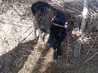 Cow, Cattle — photo 2