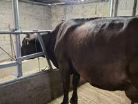Kuh, Holstein-Rasse — Foto 2