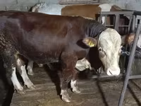 सांड, Simmental cattle — फ़ोटो 2