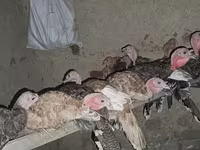 Turkeys — الصورة 4
