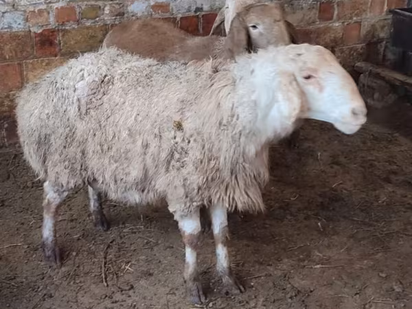 Қой, West-Siberian mutton sheep — Қырғызстан