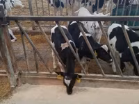 Bull, Cattle — photo 3